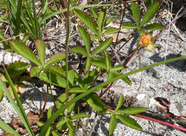 Ranunculus dalla Val di Genova (TN) - no, Potentilla reptans